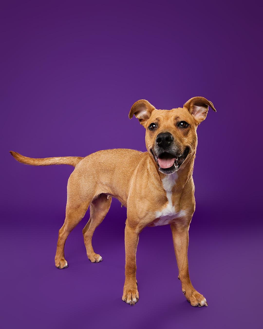 Enlarge Bridgette, an adoptable mixed breed in Hamilton, ON image 6/6