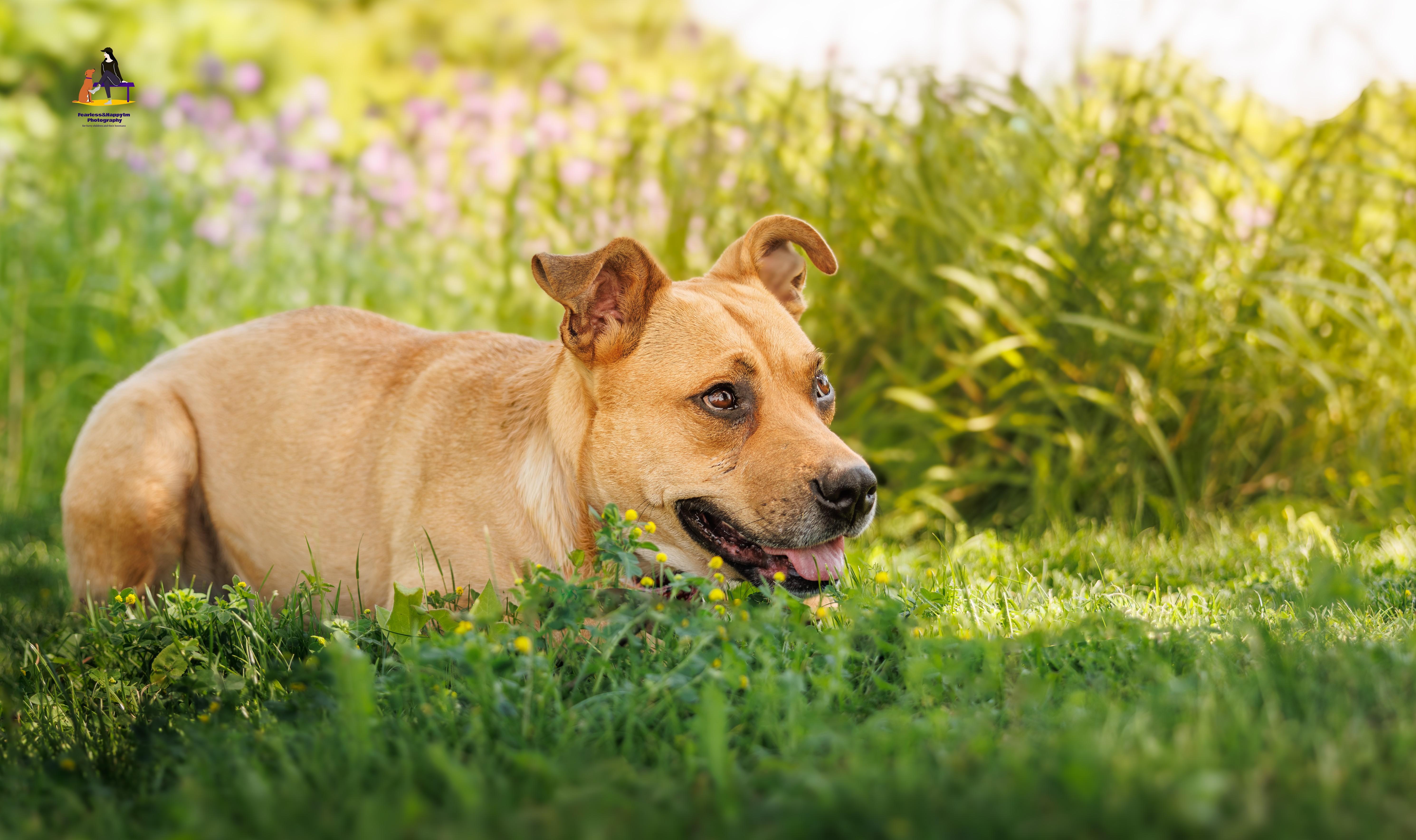 Honey, an adoptable mixed breed in Hamilton, ON image 2/6