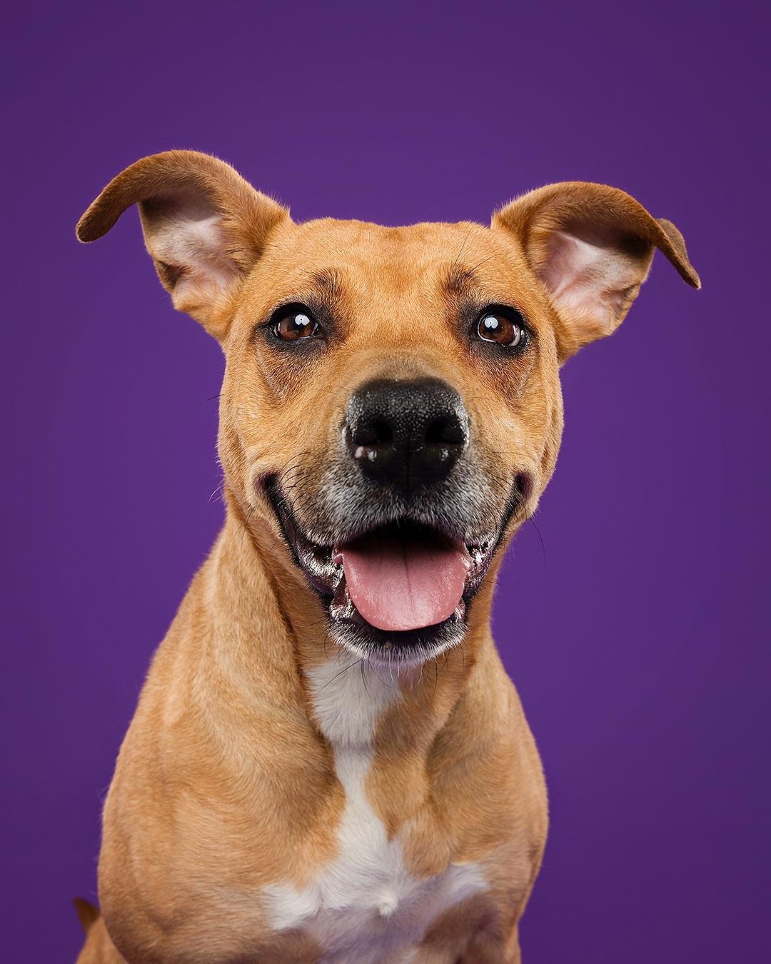 Enlarge Bridgette, an adoptable mixed breed in Hamilton, ON image 5/6