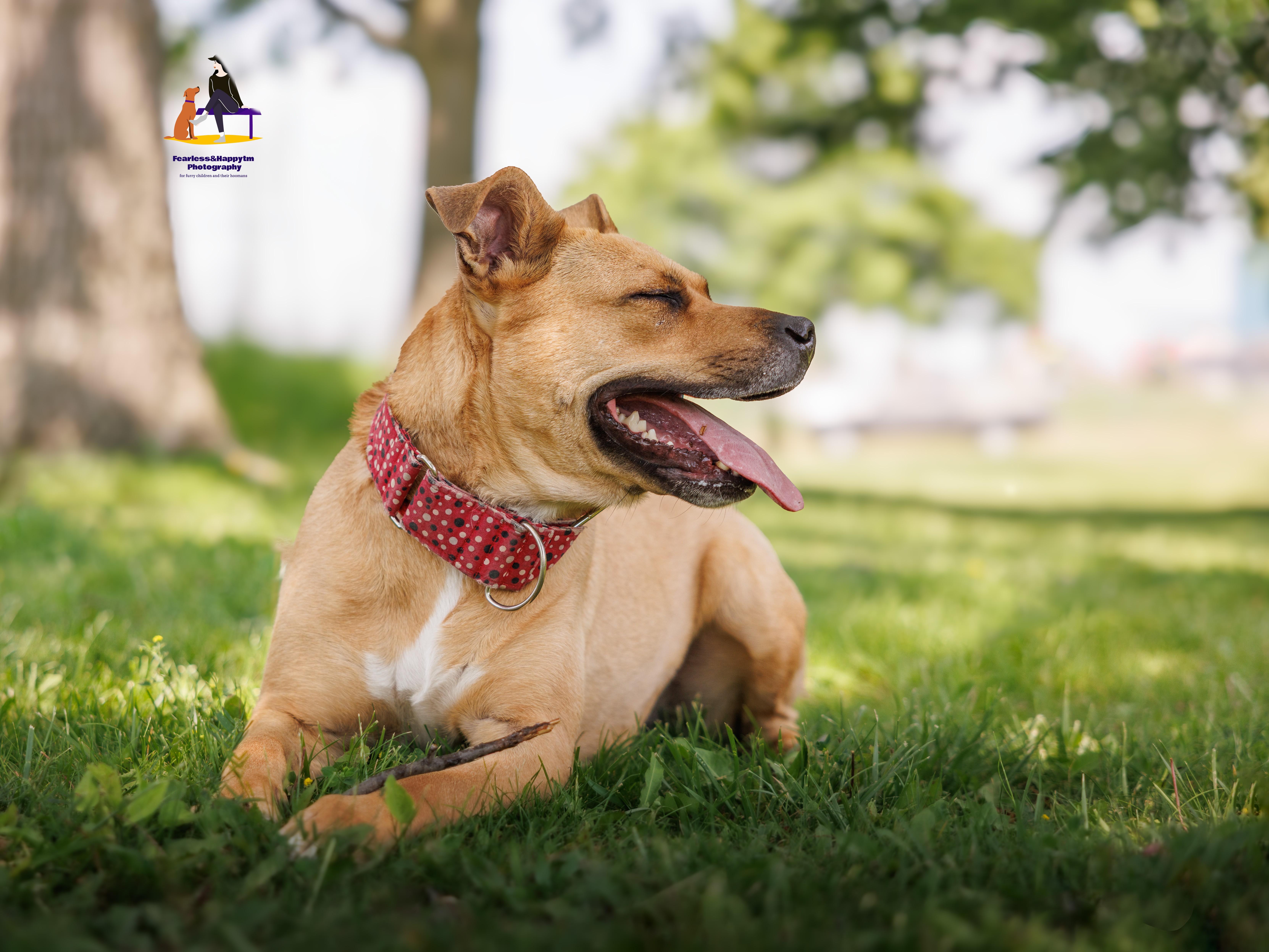 Honey, an adoptable mixed breed in Hamilton, ON image 4/6