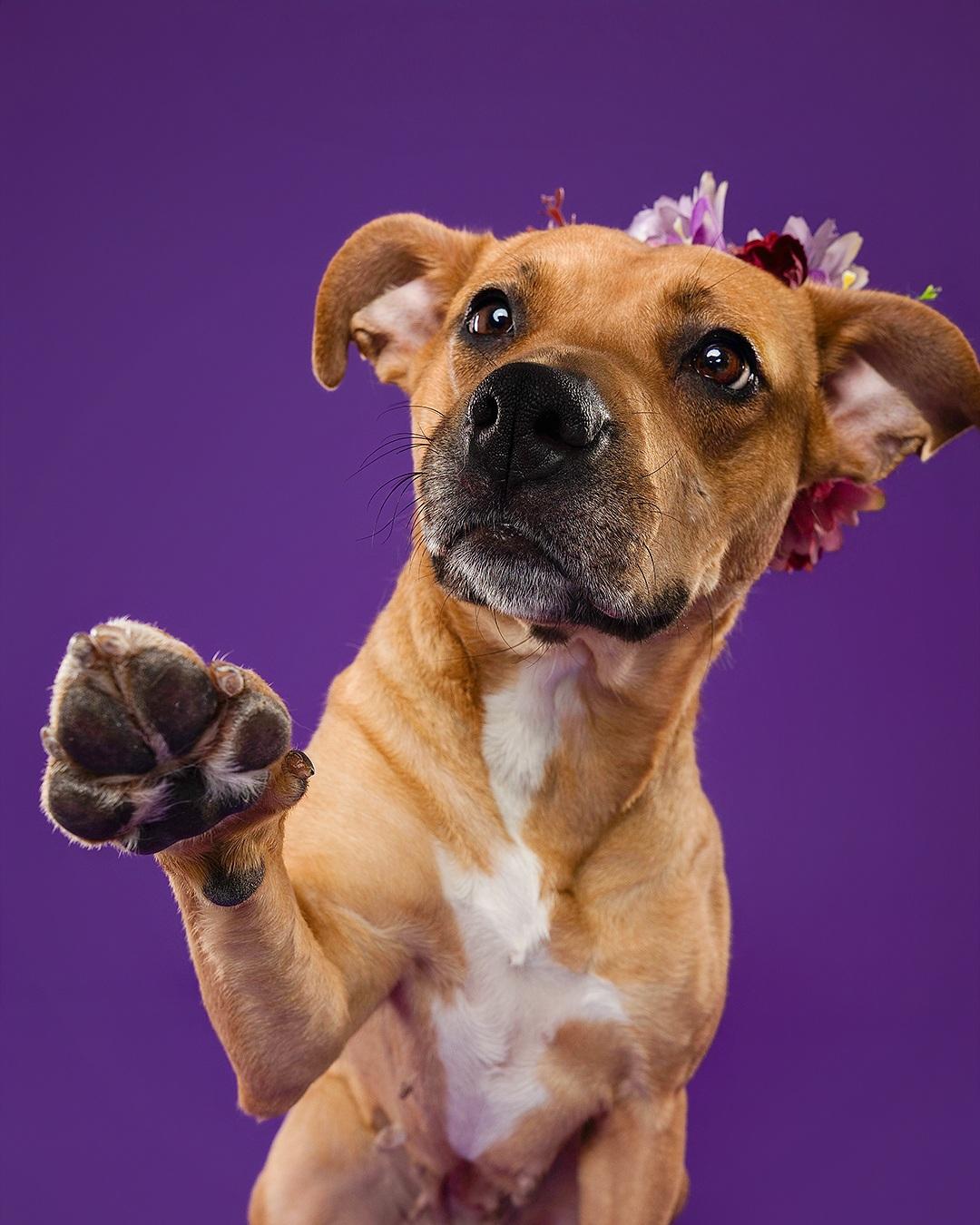 Enlarge Bridgette, an adoptable mixed breed in Hamilton, ON image 2/6