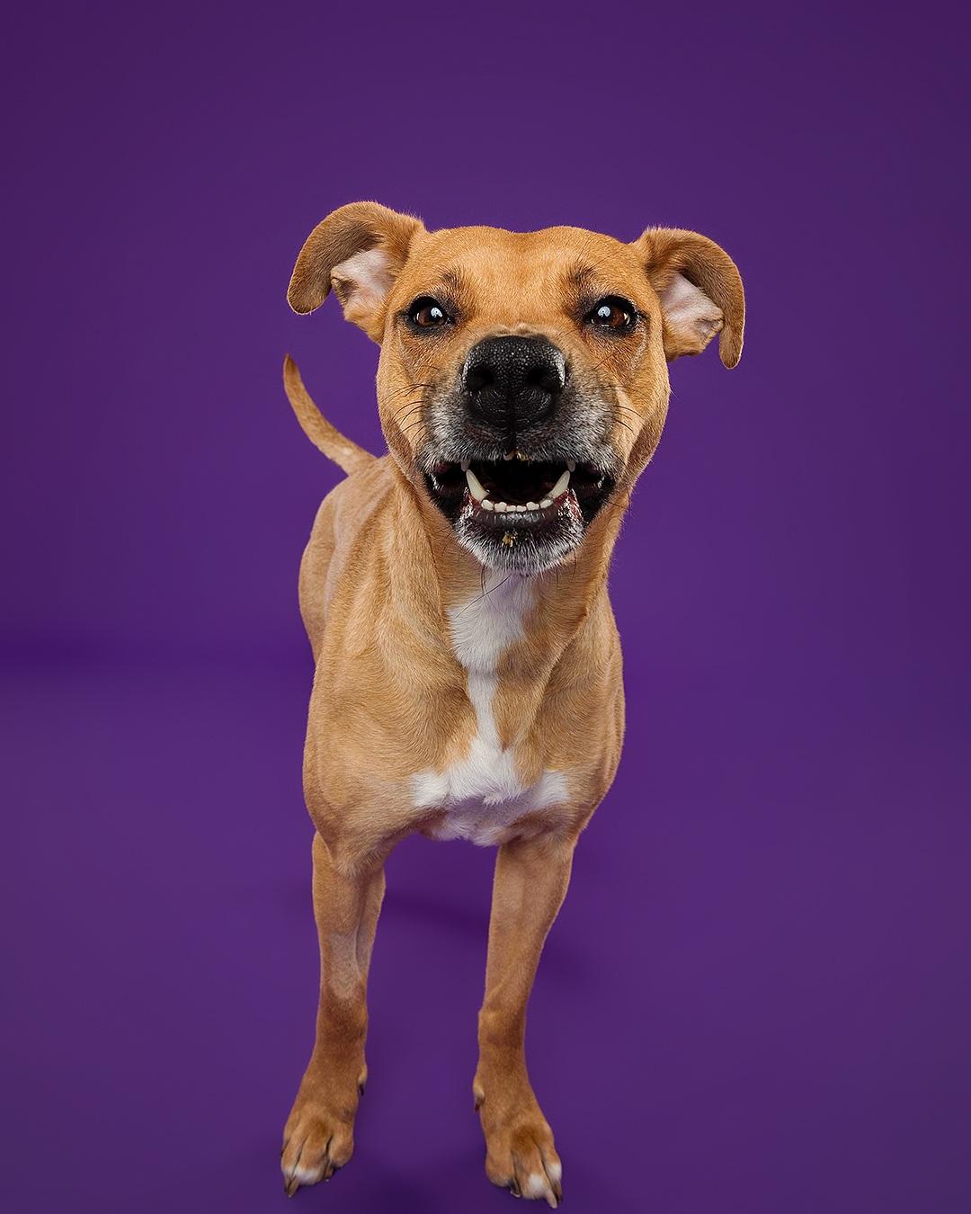 Enlarge Bridgette, an adoptable mixed breed in Hamilton, ON image 3/6