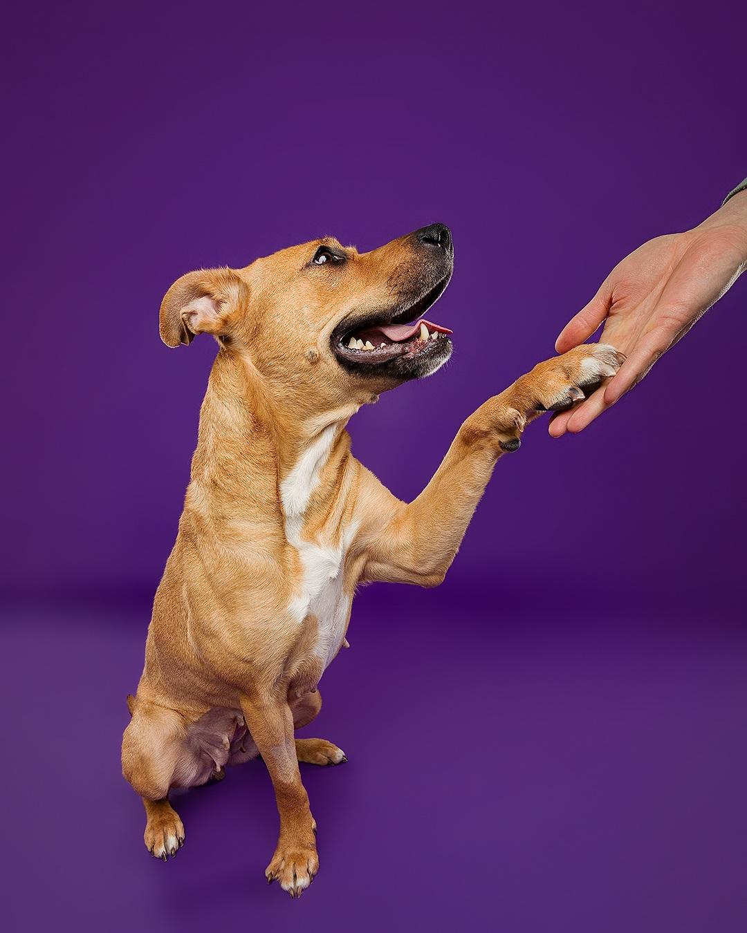 Enlarge Bridgette, an adoptable mixed breed in Hamilton, ON image 1/6