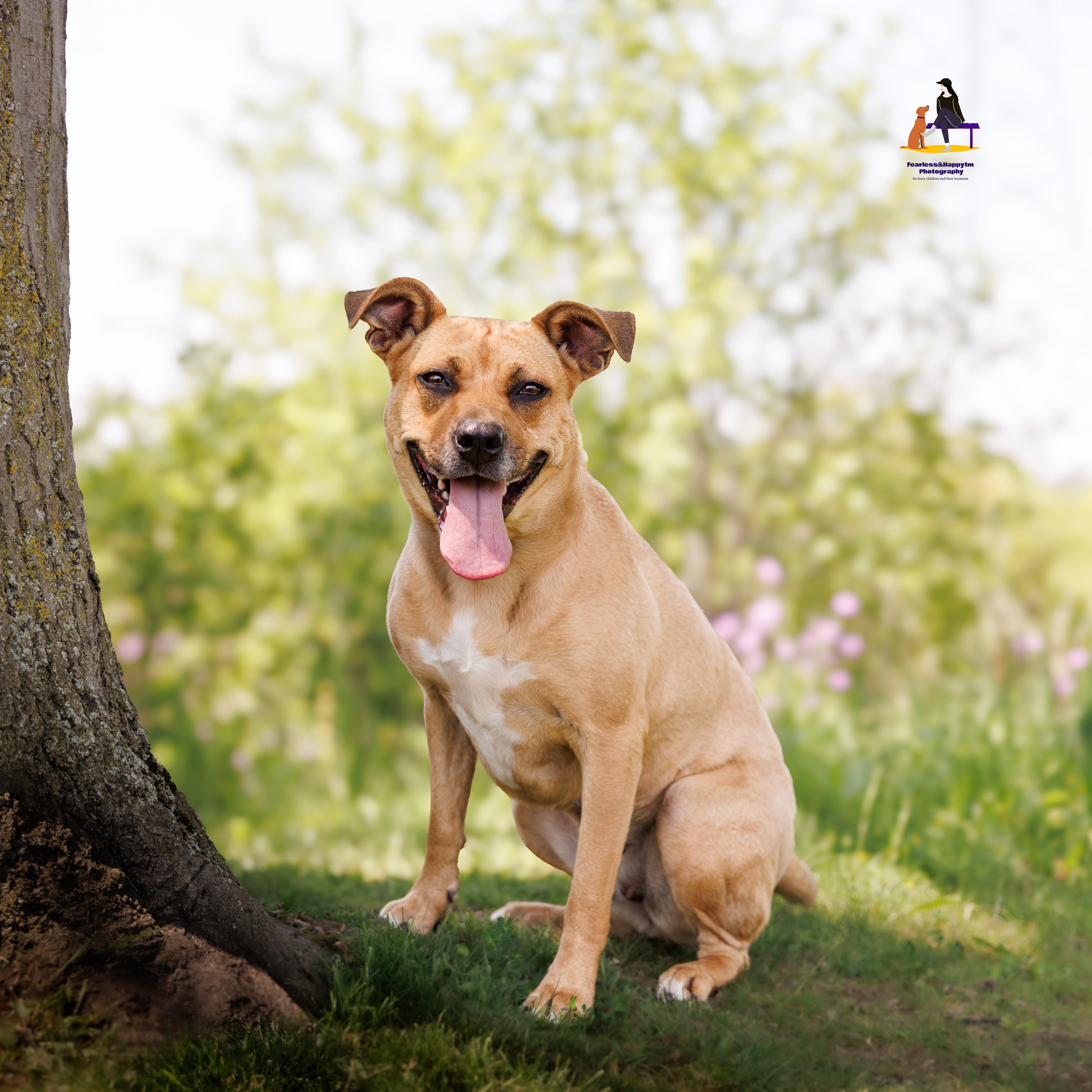 Honey, an adoptable mixed breed in Hamilton, ON image 3/6