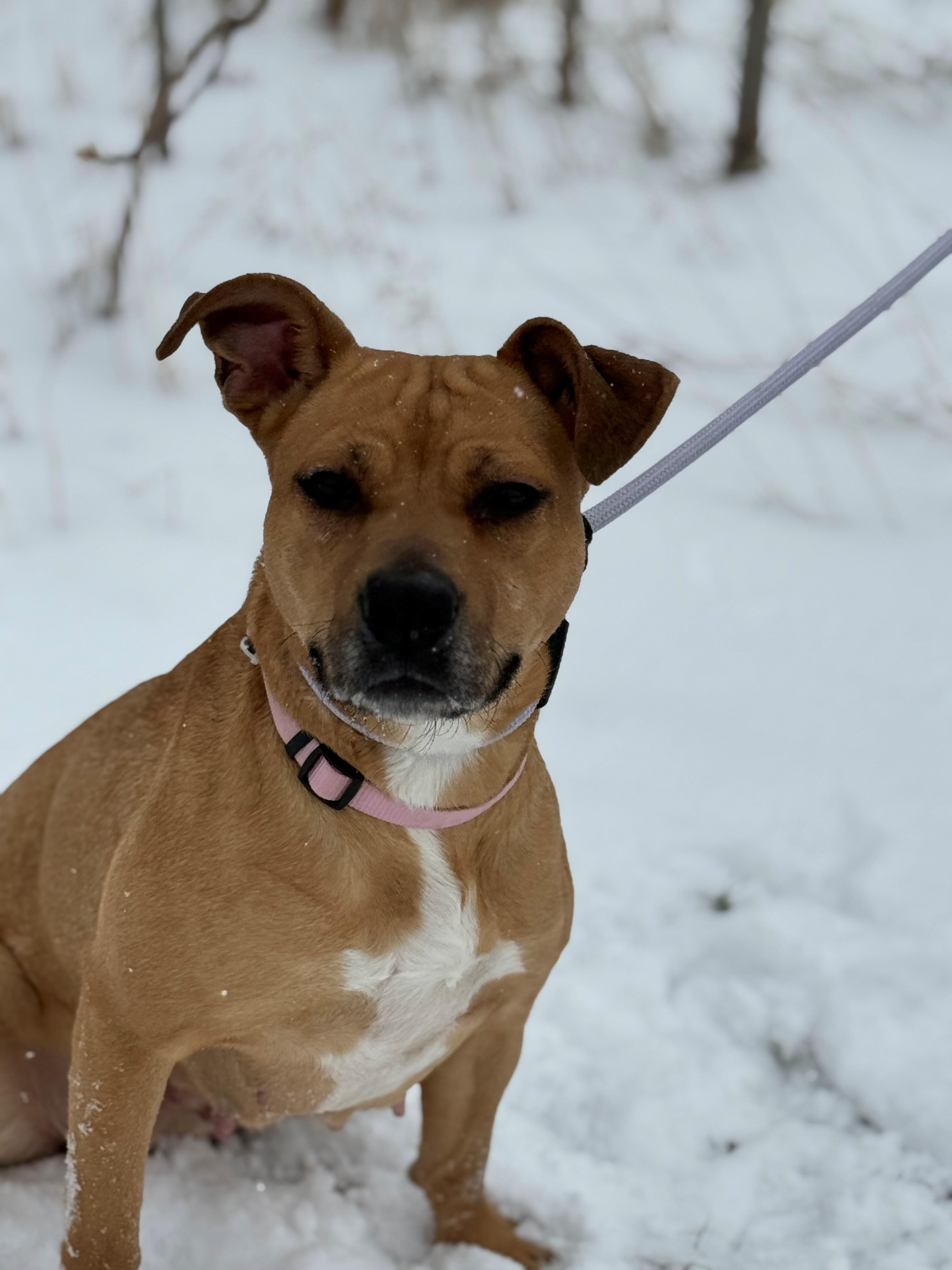 Enlarge Bridgette, an adoptable mixed breed in Hamilton, ON image 3/4
