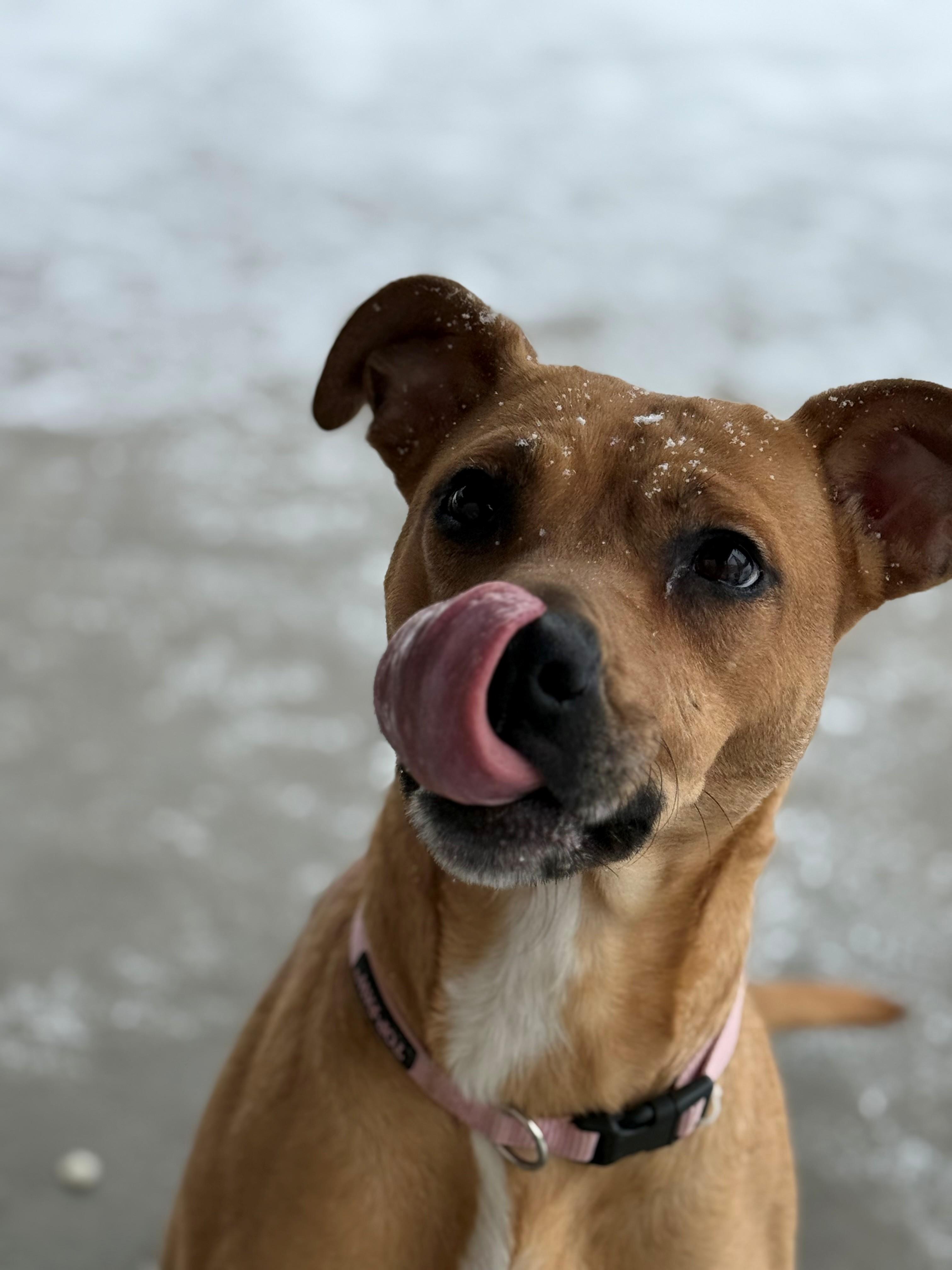 Enlarge Bridgette, an adoptable mixed breed in Hamilton, ON image 1/4