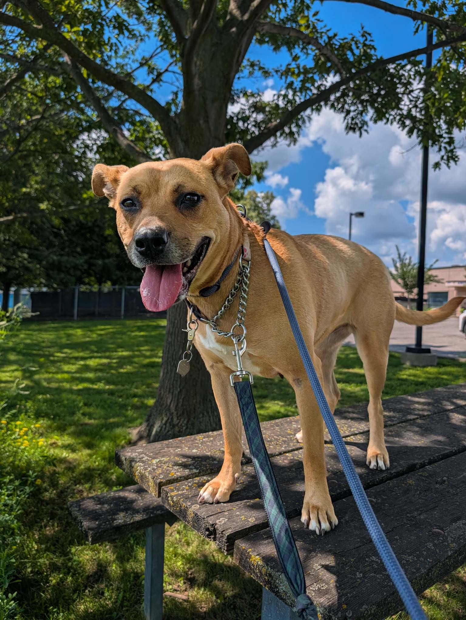 Enlarge Honey, an adoptable mixed breed in Hamilton, ON image 6/6