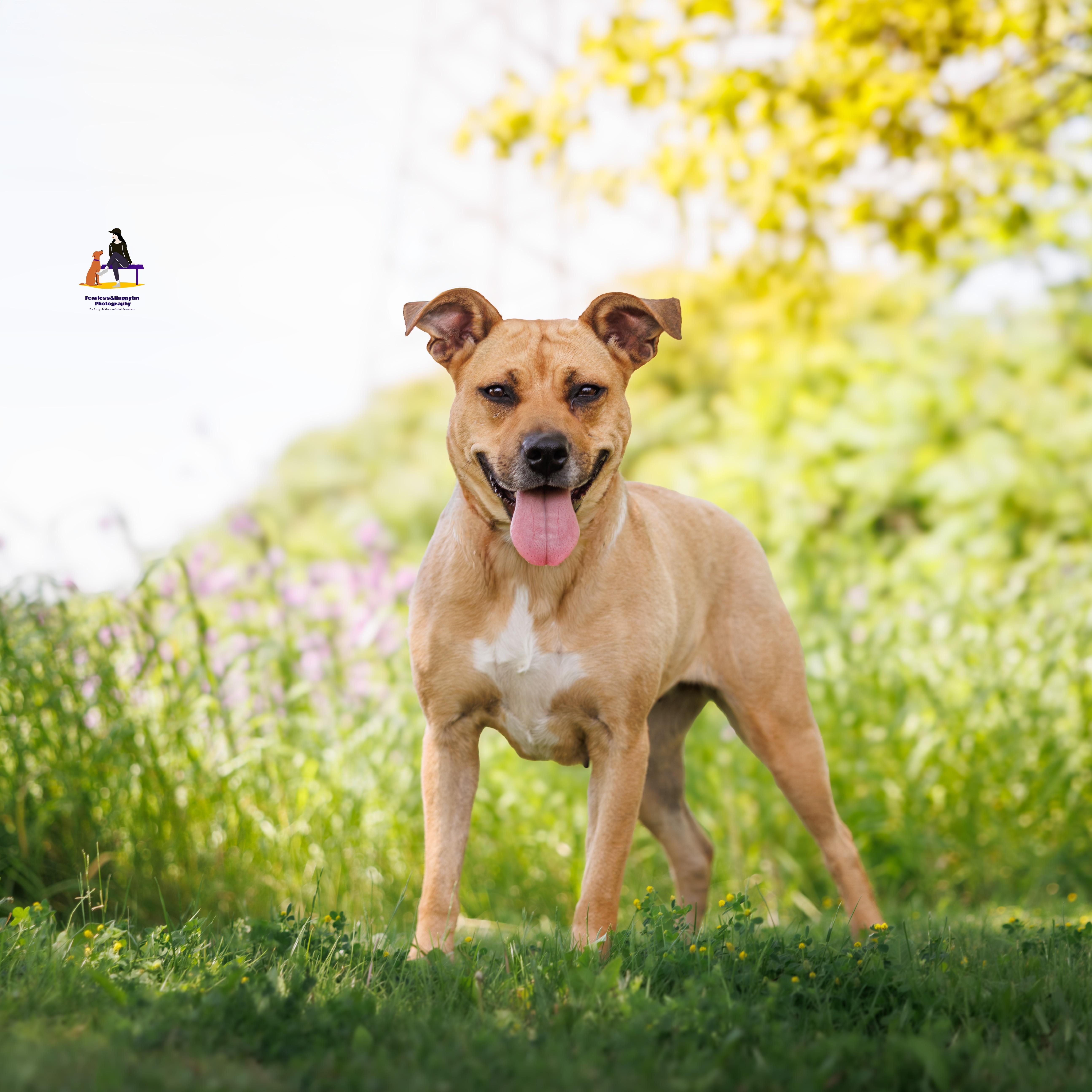 Honey, adoptable, Adult Female Labrador Retriever.