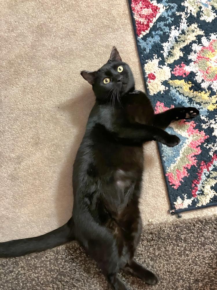 Soot Sprite, Adoptable, Adult Female Domestic Short Hair.