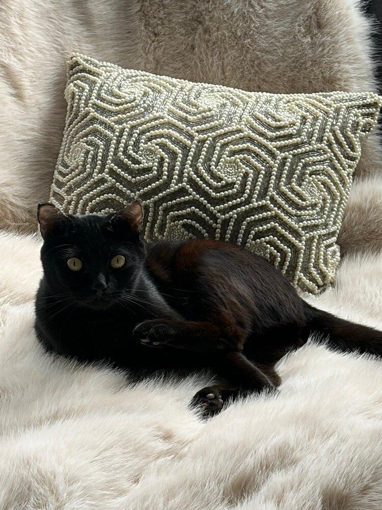 Enlarge Soot Sprite, a Adoptable mixed breed in Vancouver, WA image 2/6