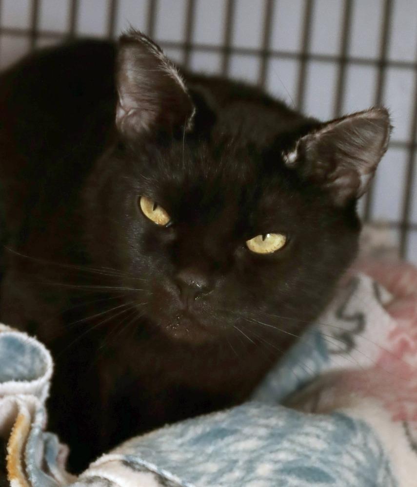 Enlarge Soot Sprite, a Adoptable mixed breed in Vancouver, WA image 3/6