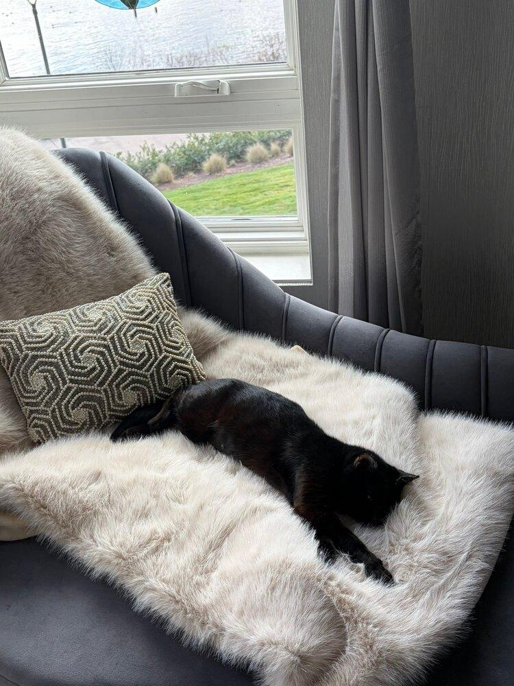 Enlarge Soot Sprite, a Adoptable mixed breed in Vancouver, WA image 4/6
