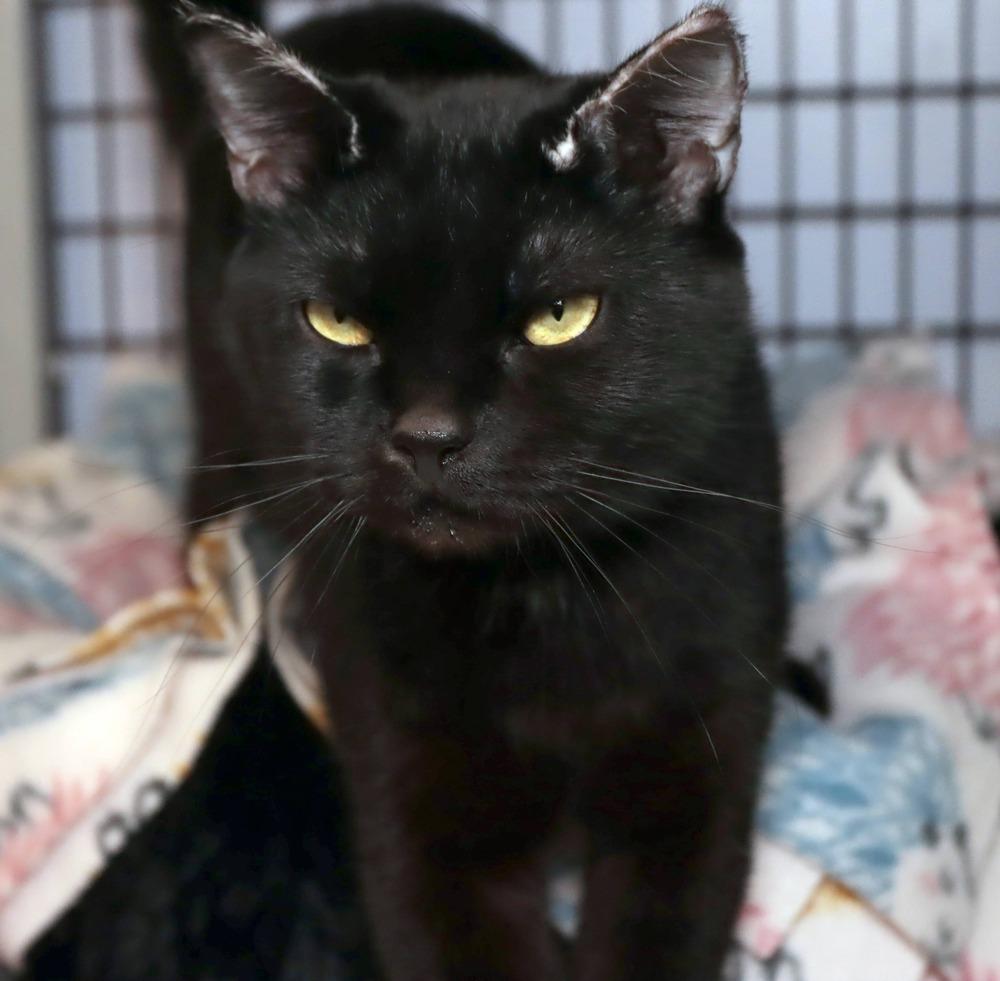 Enlarge Soot Sprite, a Adoptable mixed breed in Vancouver, WA image 5/6