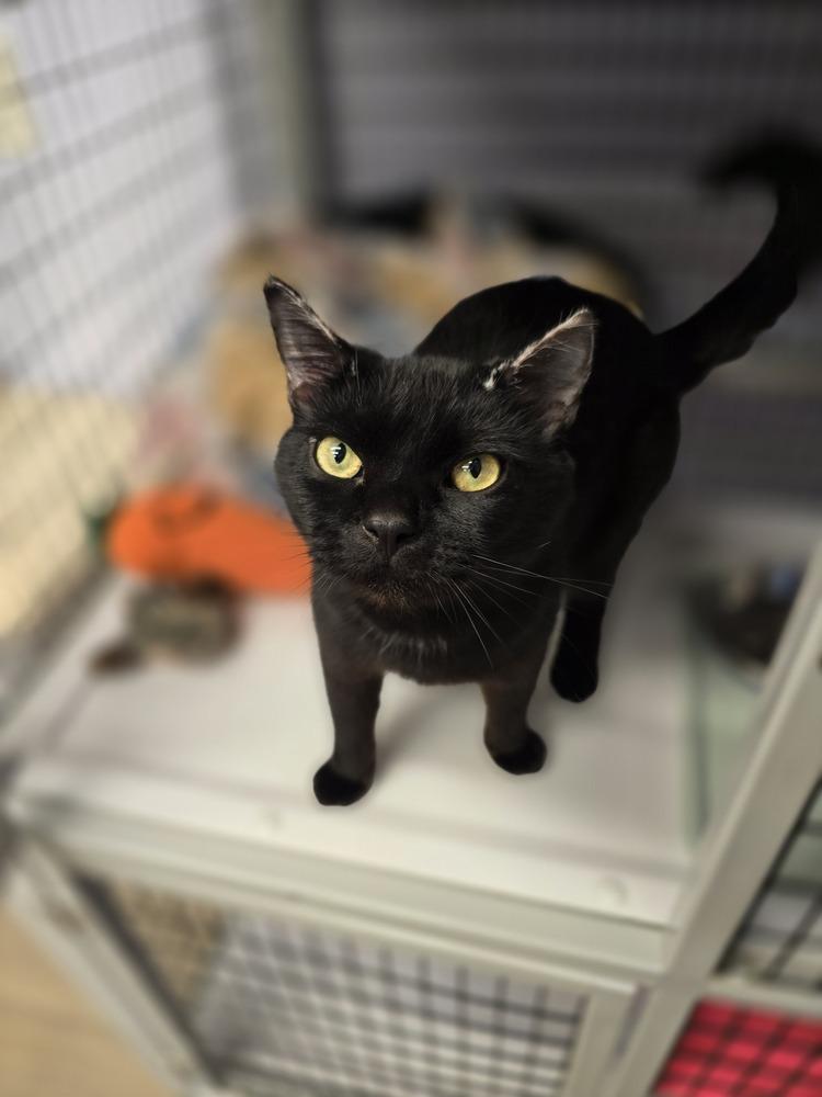 Soot Sprite, Adoptable, Adult Female Domestic Short Hair.