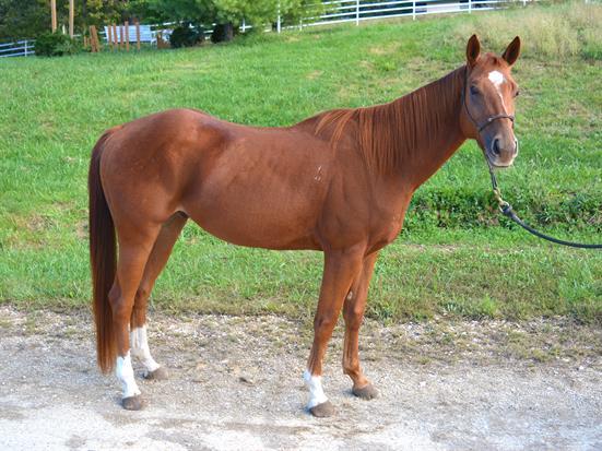 TINY TIM, Adoptable, Adult Male Quarterhorse.