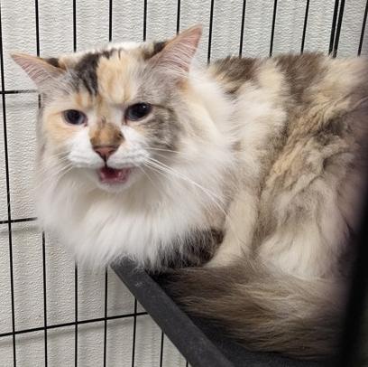 Enlarge Loxie, an adopted Dilute Calico in Cincinnati, OH image 2/2