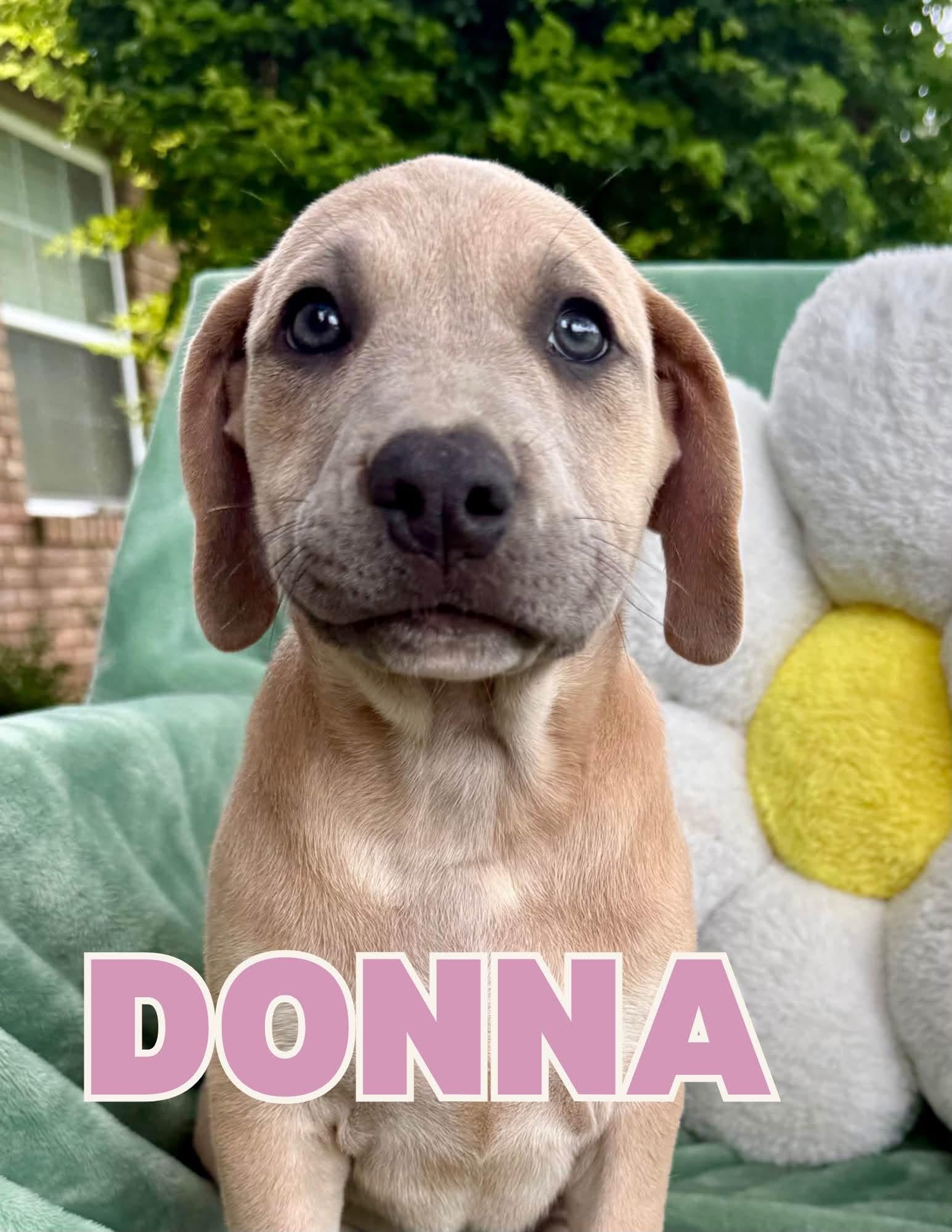 Enlarge Donna, a Adoptable mixed breed in Shalimar, FL image 1/1
