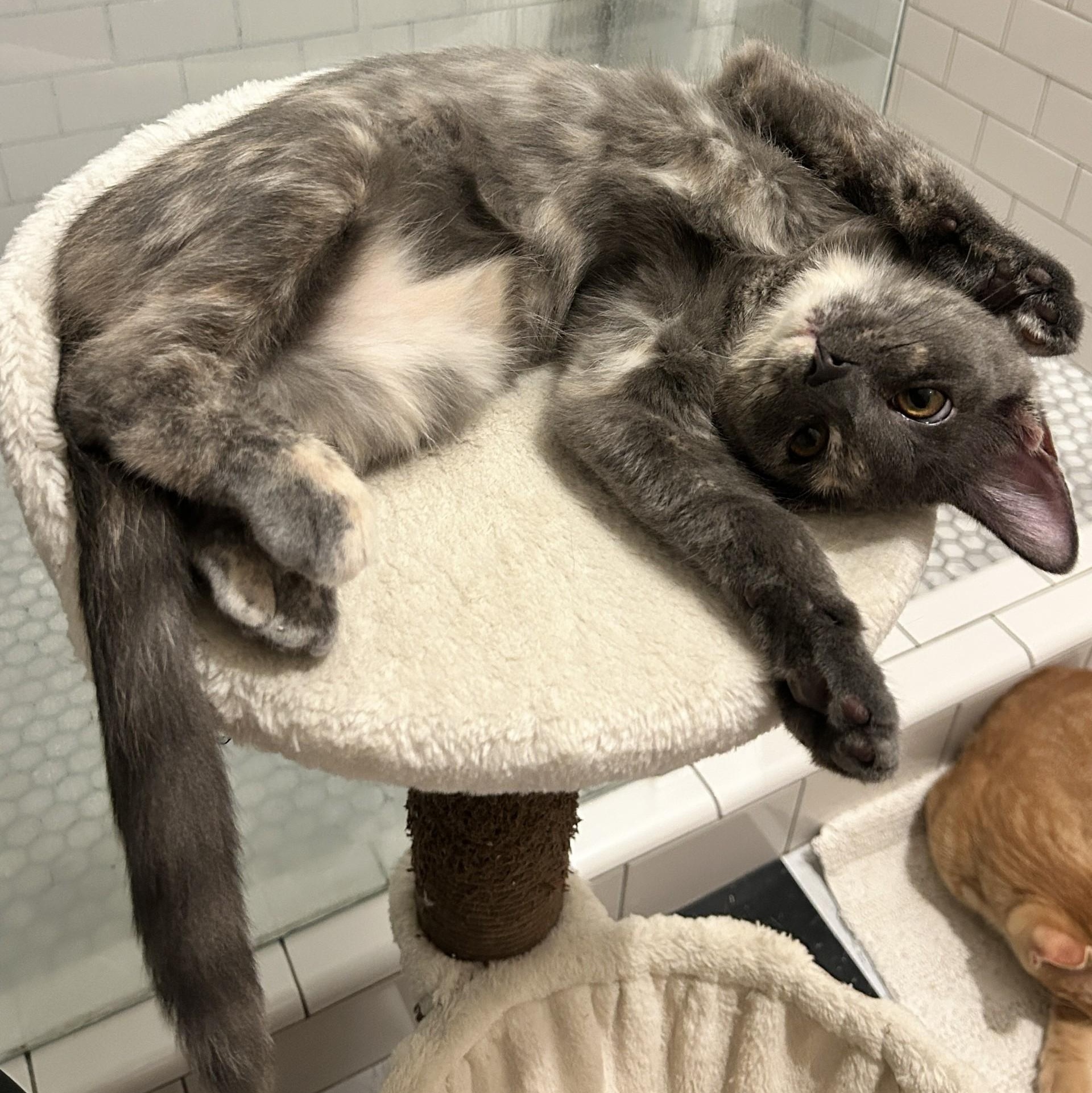 Tippy (Bonded to Cheeto), a Adoptable Domestic Short Hair in Nashville, TN image 1/5