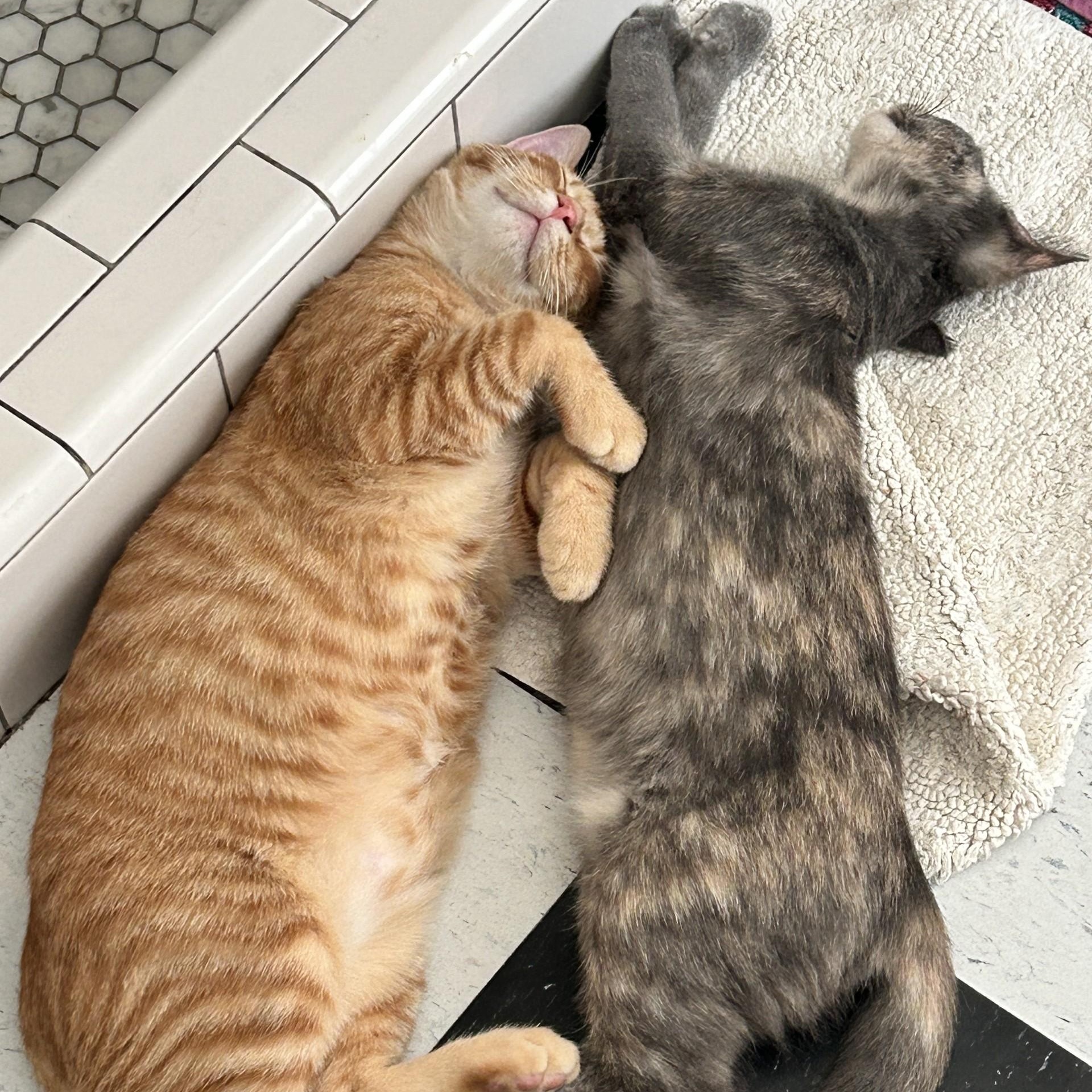 Tippy (Bonded to Cheeto)