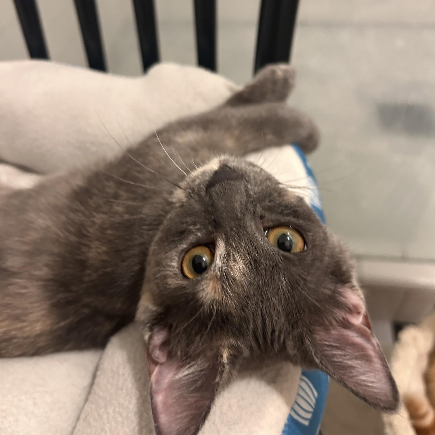 Tippy (Bonded to Cheeto), a Adoptable Domestic Short Hair in Nashville, TN image 3/5