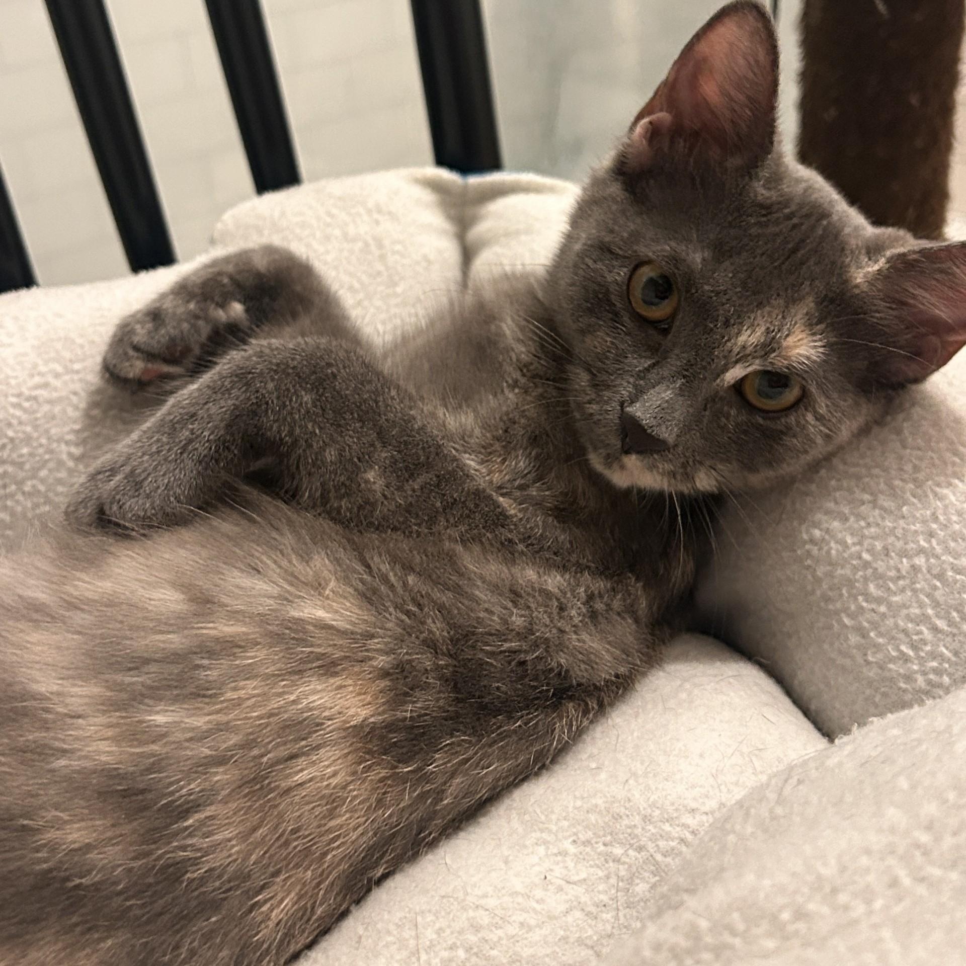 Tippy (Bonded to Cheeto), a Adoptable Domestic Short Hair in Nashville, TN image 4/5