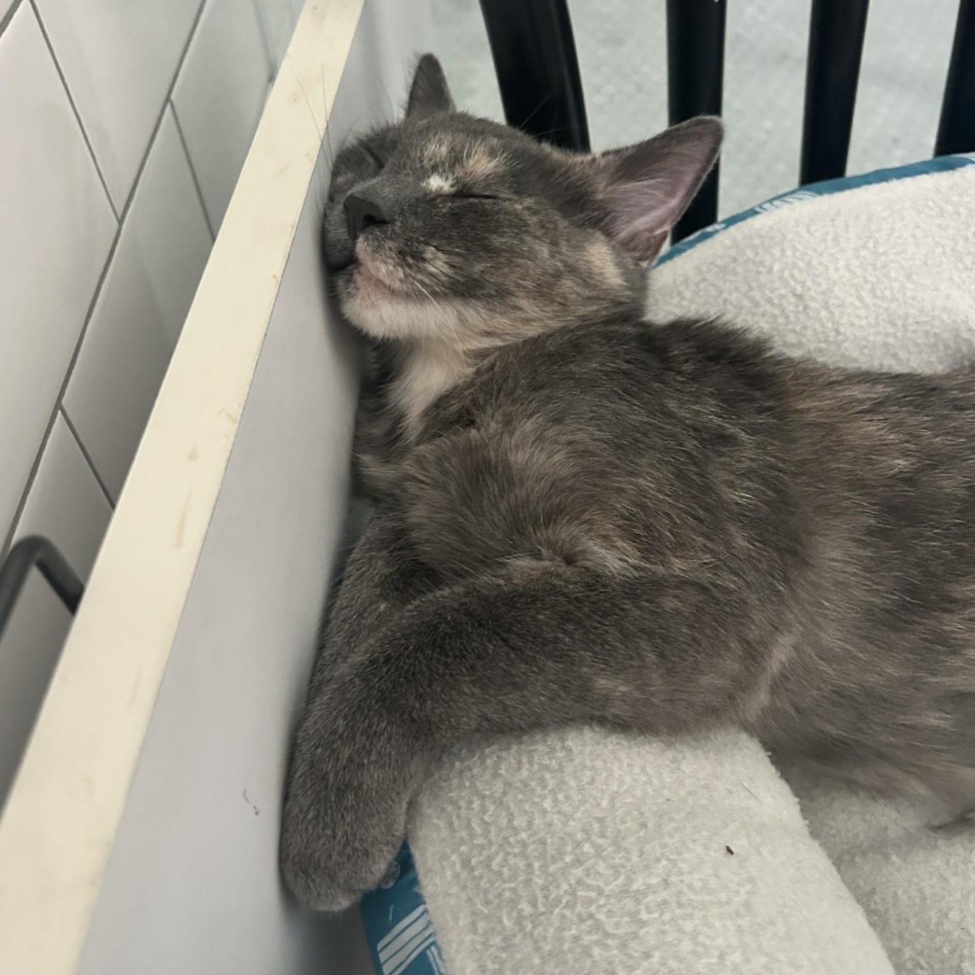 Tippy (Bonded to Cheeto), a Adoptable Domestic Short Hair in Nashville, TN image 5/5