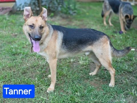 Tanner, Adoptable, Young Male German Shepherd Dog.