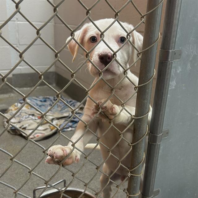 Enlarge JACKSON, a Adoptable mixed breed in Huntsville, AL image 1/1