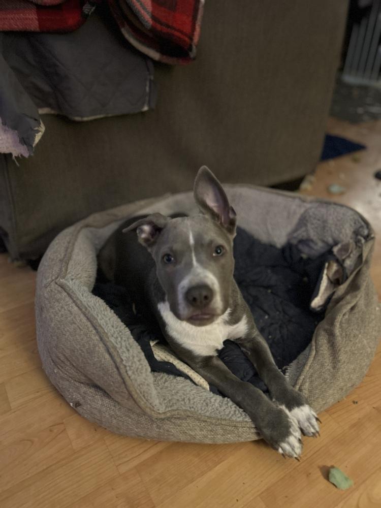 Hitch, Adoptable, Puppy Male Pit Bull Terrier.