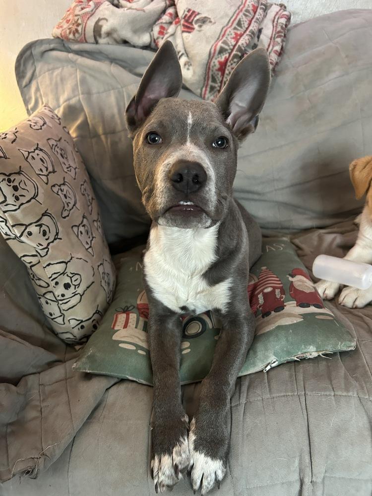 Enlarge Hitch, a Adoptable mixed breed in Colorado Springs, CO image 2/5