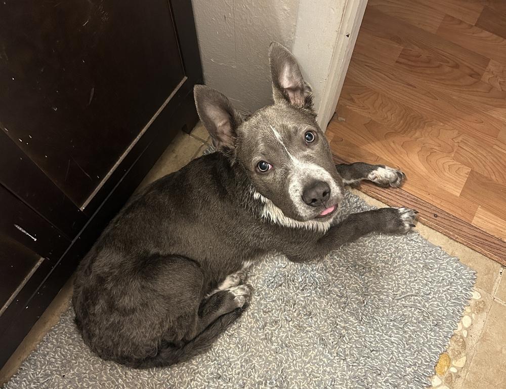 Enlarge Hitch, a Adoptable mixed breed in Colorado Springs, CO image 4/6