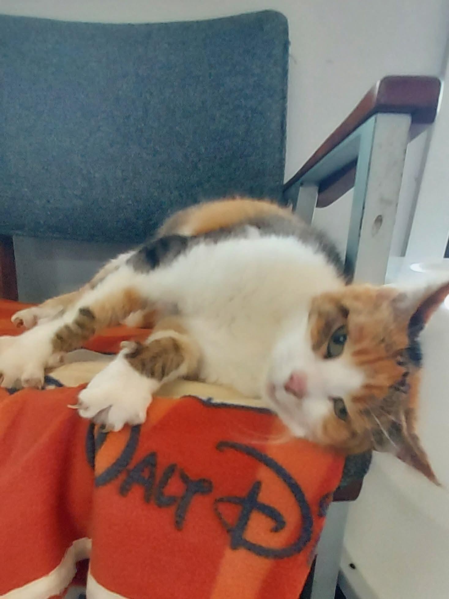 Freya, Adoptable, Adult Female Domestic Short Hair.