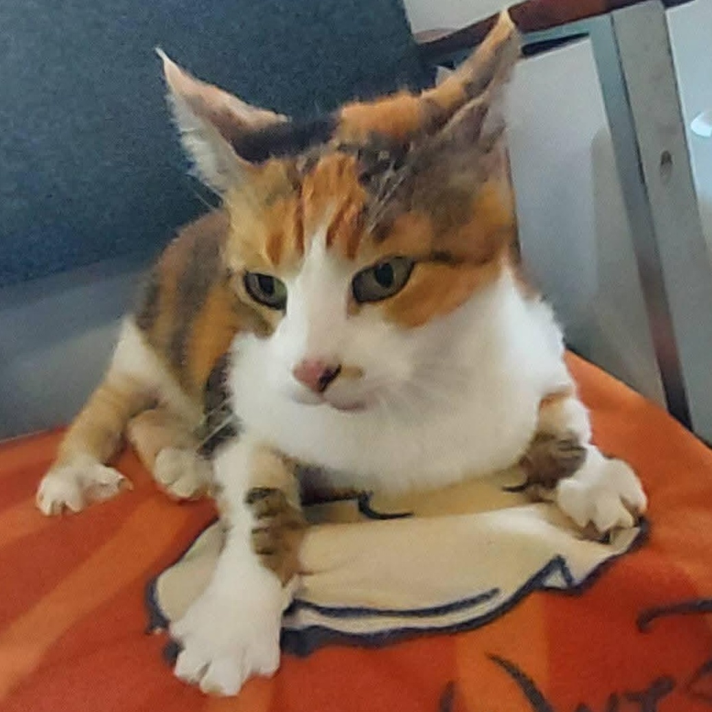 Freya, Adoptable, Adult Female Domestic Short Hair.