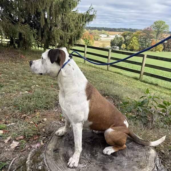 Enlarge Chelsea, a Adoptable American Bully in Poolesville, MD image 1/3