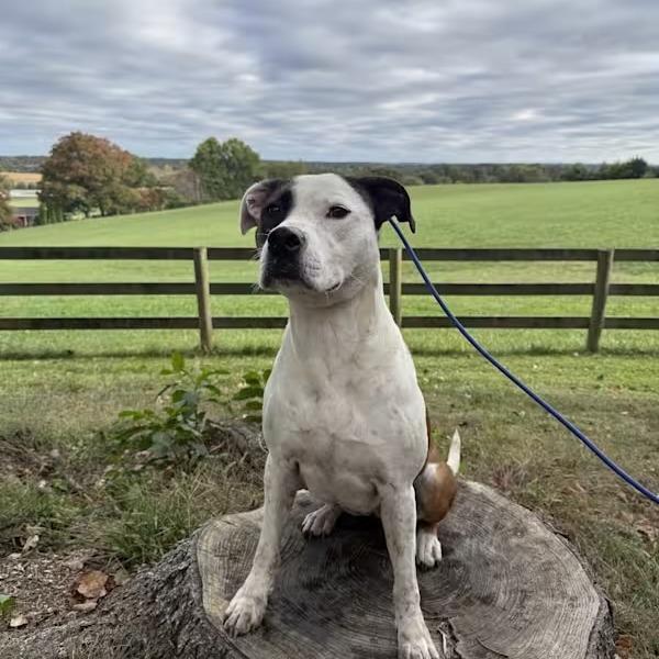 Enlarge Chelsea, a Adoptable American Bully in Poolesville, MD image 2/3