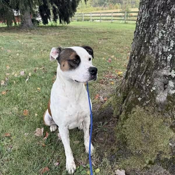 Enlarge Chelsea, a Adoptable American Bully in Poolesville, MD image 3/3