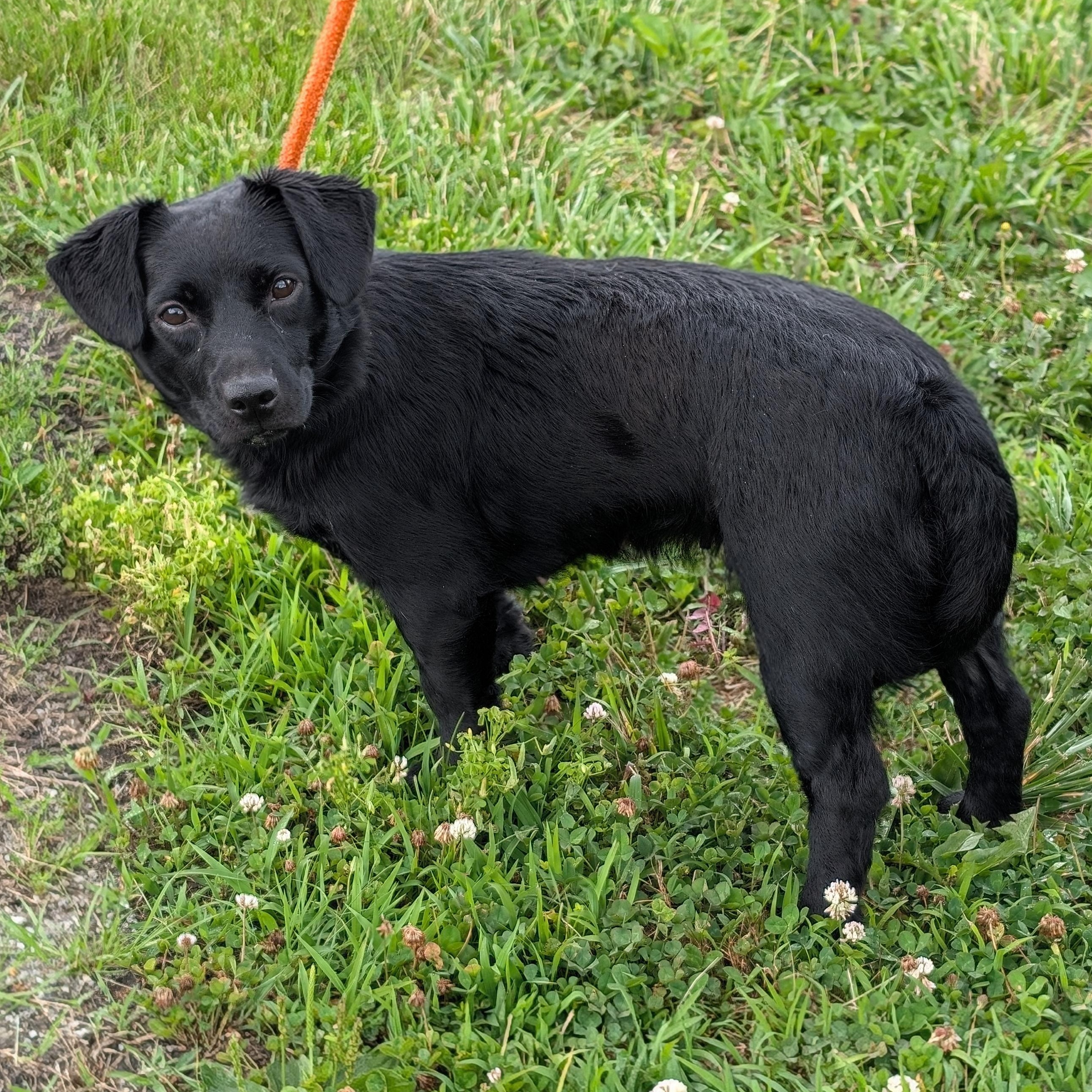 Trixie, ADOPTABLE, Adult Female Border Collie & Dachshund (Long Haired).