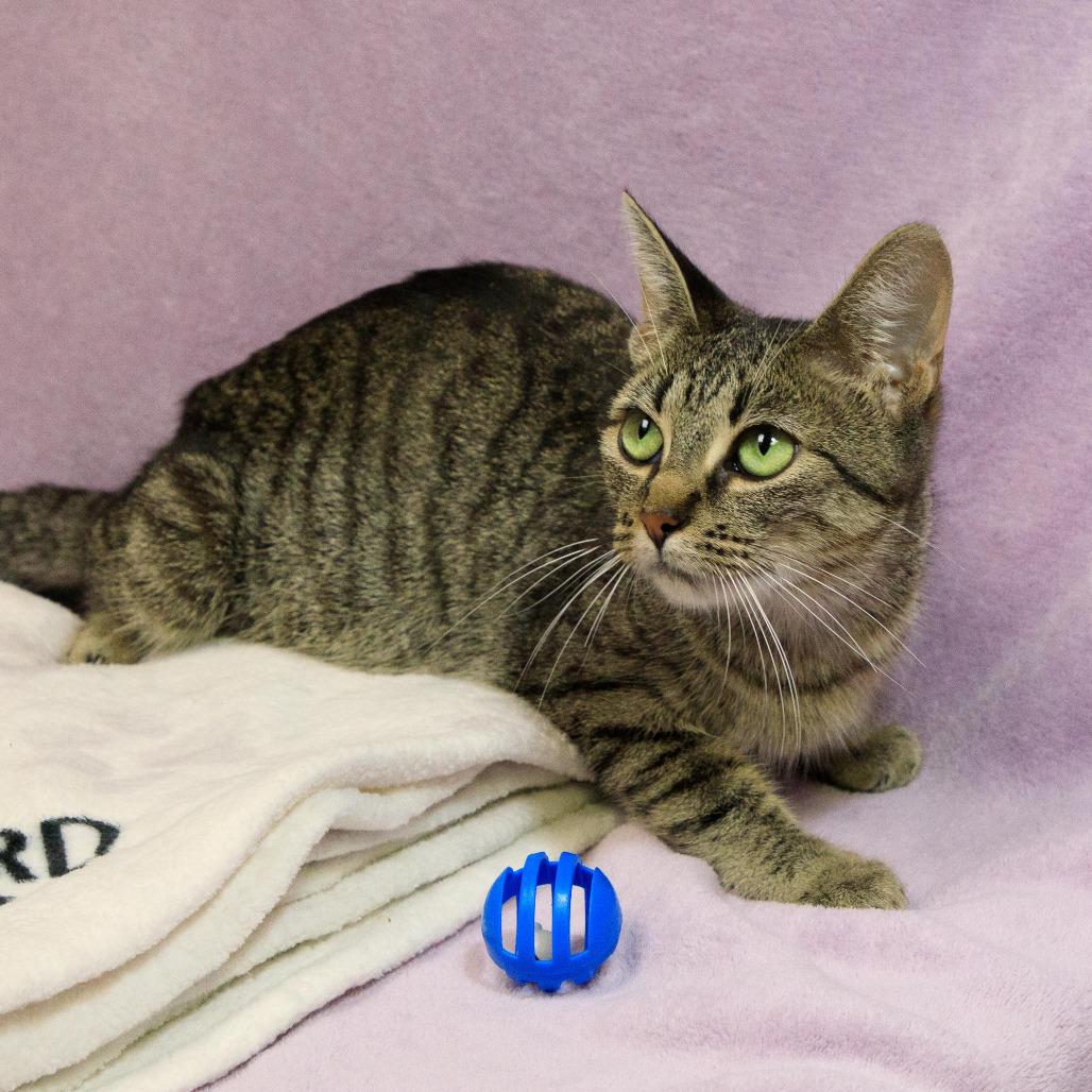 Gertie, Adoptable, Young Female Domestic Short Hair.