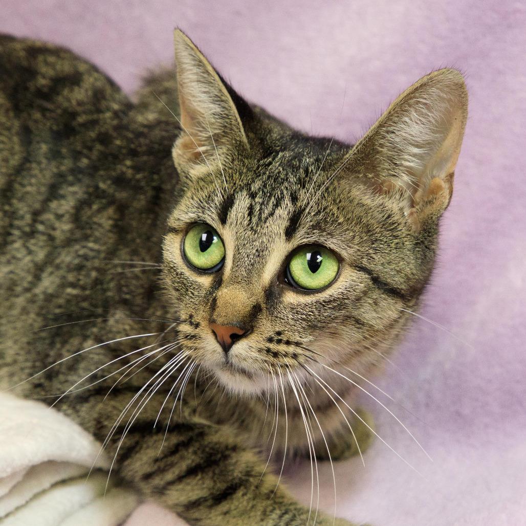 Enlarge Gertie, a Adoptable Domestic Short Hair in Versailles, KY image 2/2