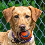 Hazel - Courtesy Listing, ADOPTABLE, Adult Female Yellow Labrador Retriever.