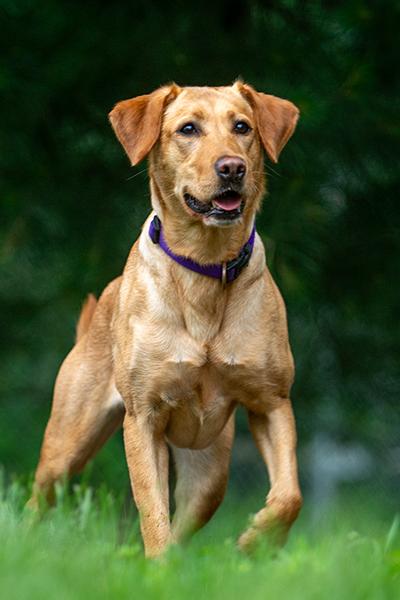 Enlarge Hazel - Courtesy Listing, a ADOPTABLE mixed breed in Carlsbad Springs, ON image 2/5