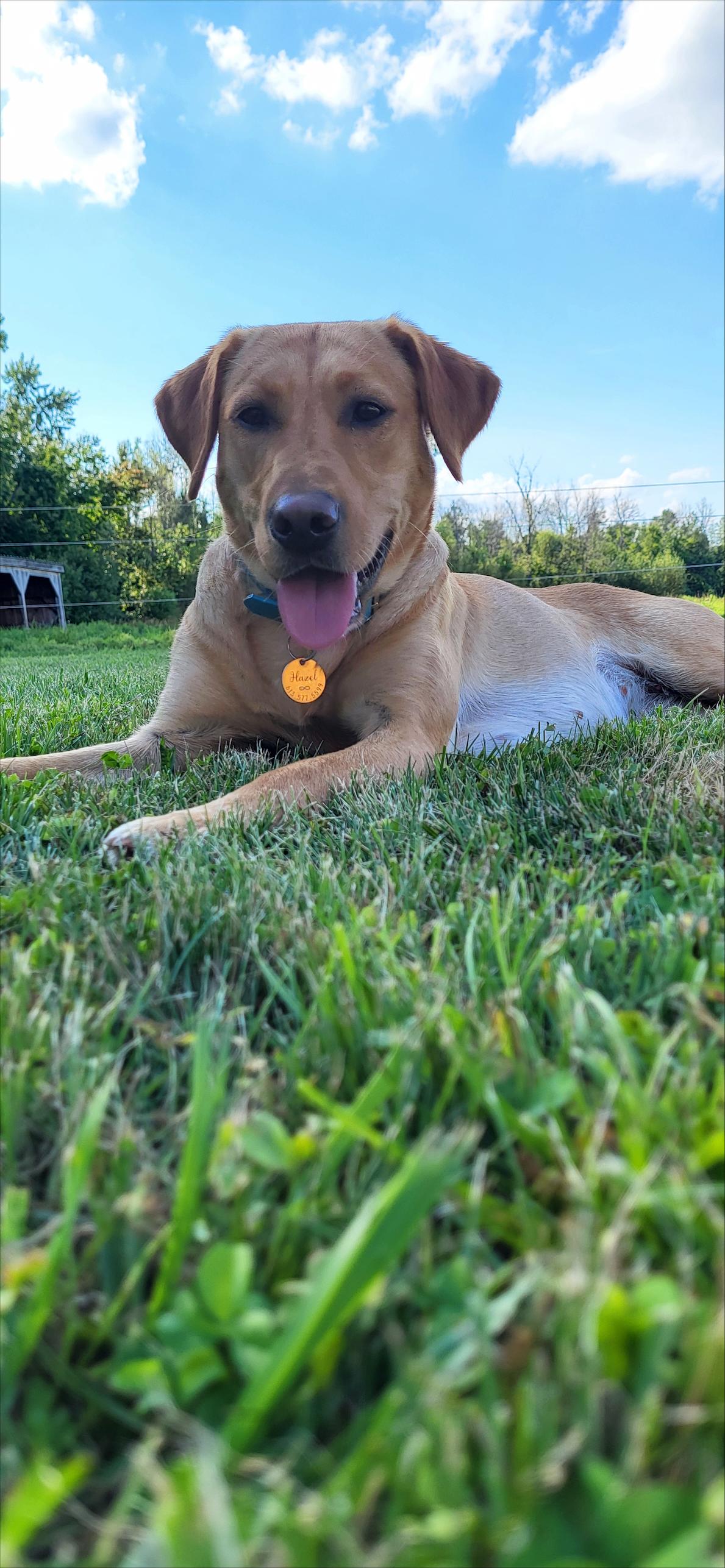 Enlarge Hazel - Courtesy Listing, a ADOPTABLE mixed breed in Carlsbad Springs, ON image 4/5