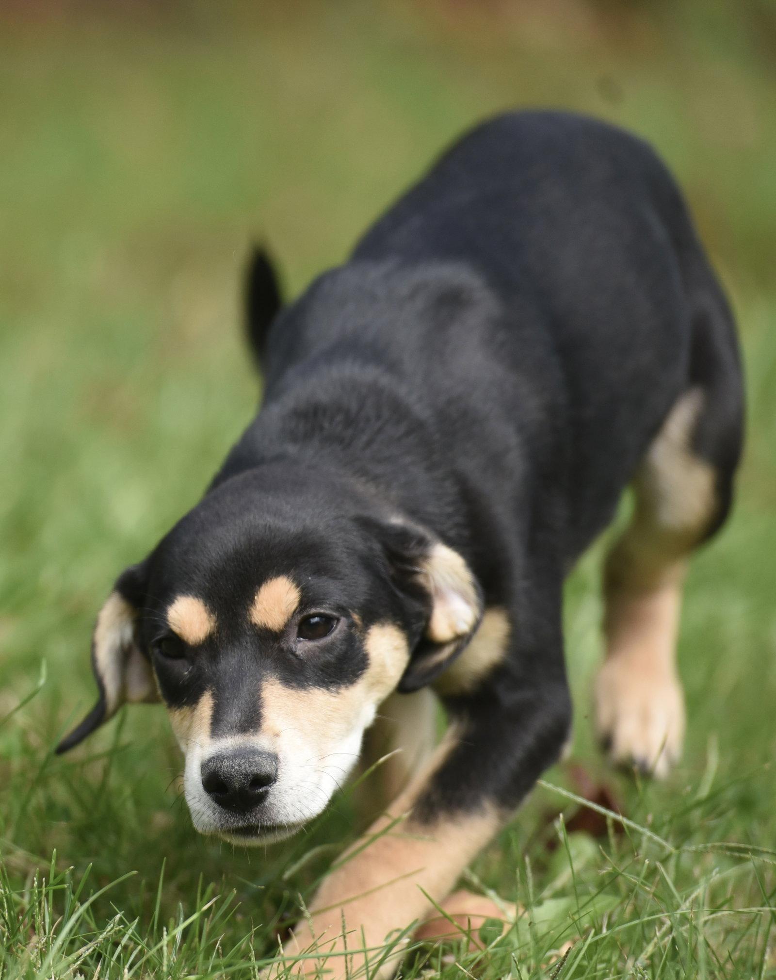 Tweeny, Adoptable, Puppy Female Australian Shepherd & Shepherd.