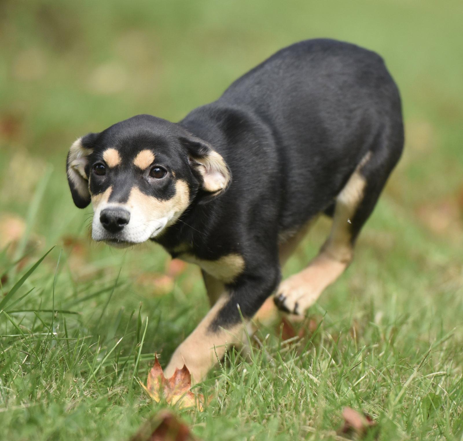 Enlarge Tweeny, a Adoptable mixed breed in Mechanicsburg, PA image 2/3