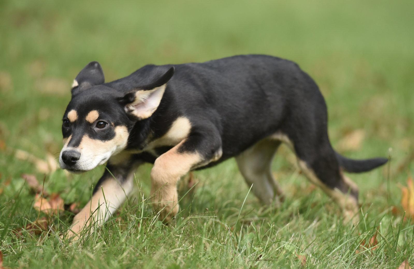 Enlarge Tweeny, a Adoptable mixed breed in Mechanicsburg, PA image 3/3