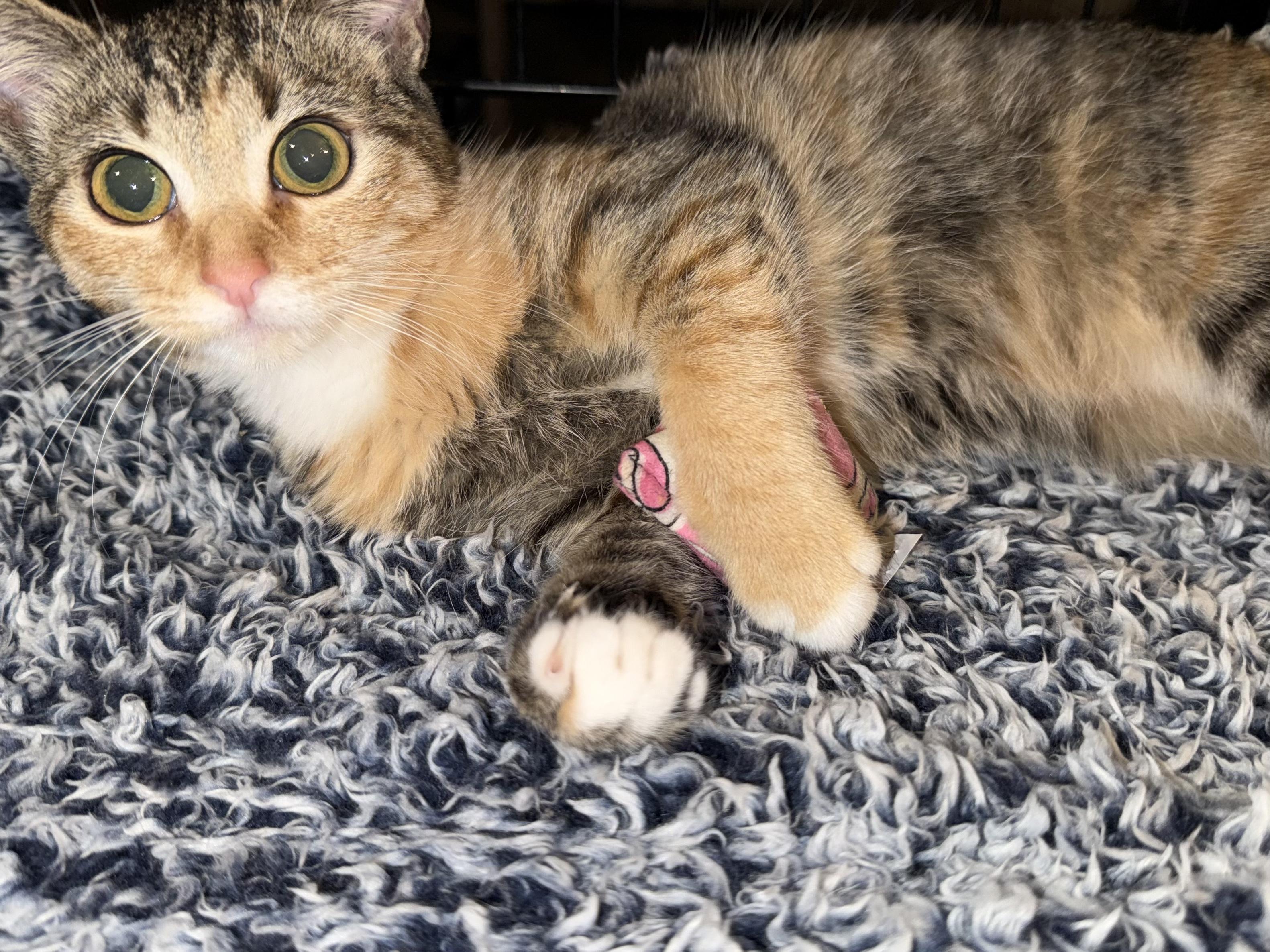 Saffron, Adopted, Young Female Domestic Short Hair.