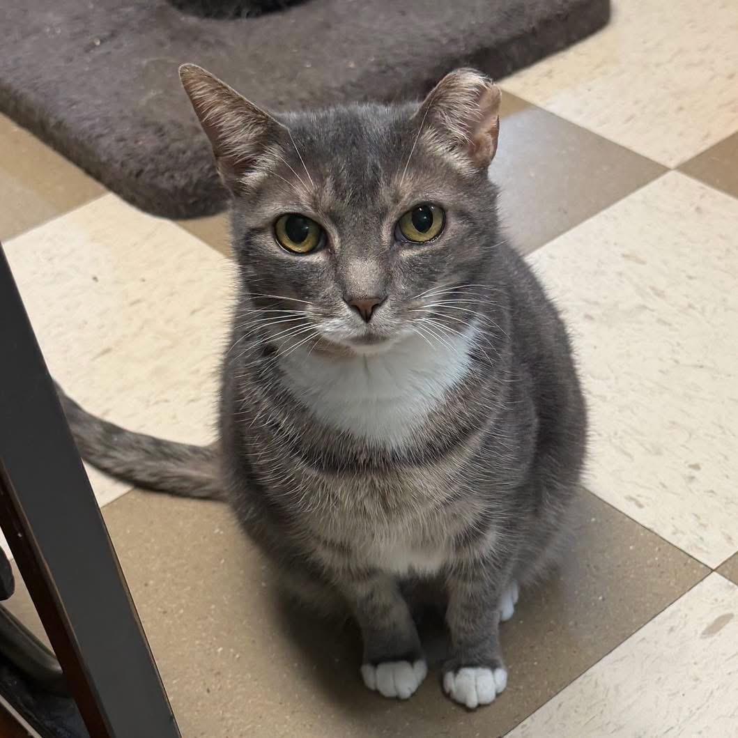 Peachie Pie, Adoptable, Senior Female Domestic Short Hair.