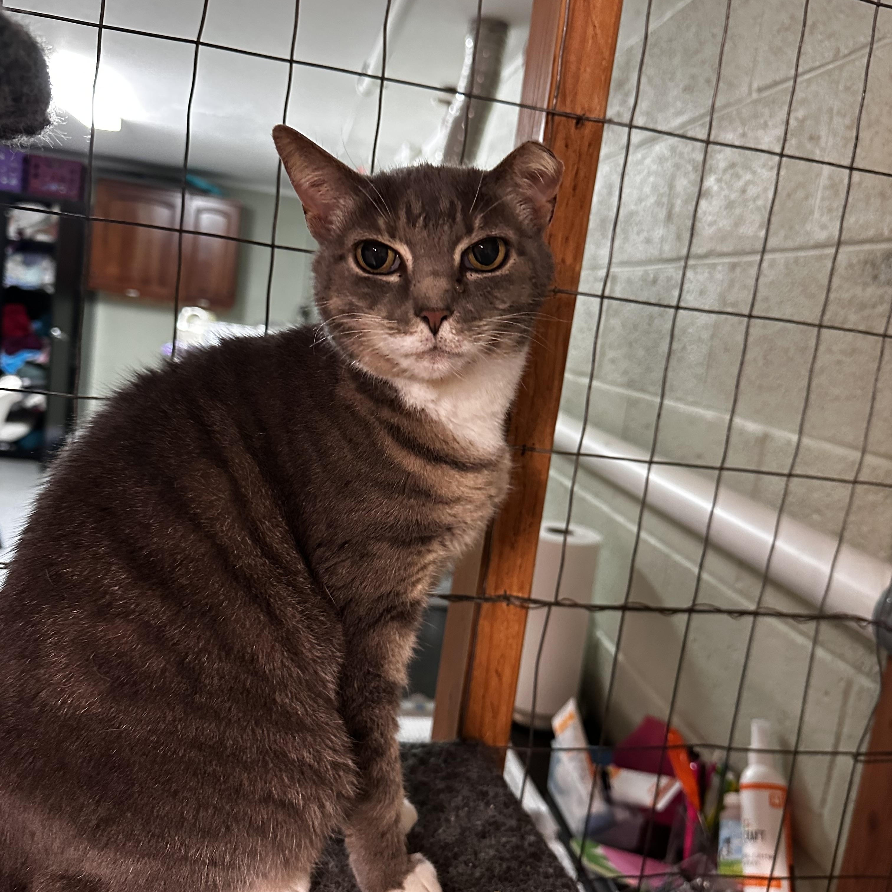 Peachie Pie, a Adoptable Domestic Short Hair image 2/3