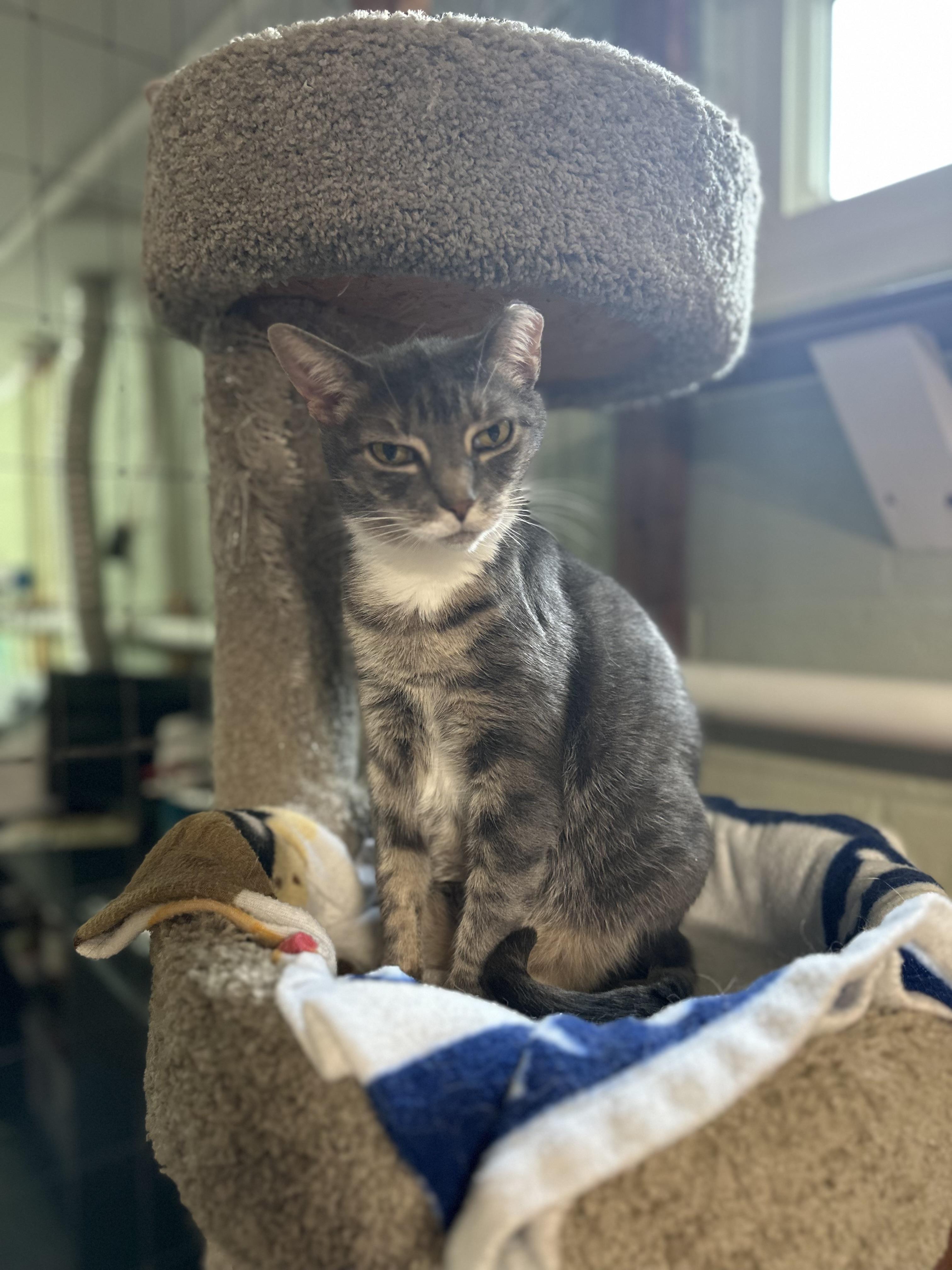 Peachie Pie, a Adoptable Domestic Short Hair image 3/3