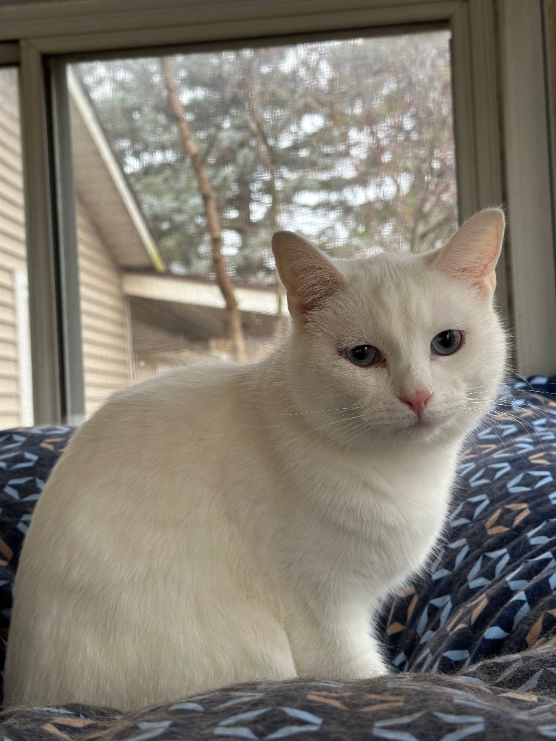 Xander, a Adoptable Domestic Short Hair in Hamilton, MI image 1/5